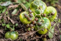 科罗拉多甲虫在地面堆积一堆绿色西红柿