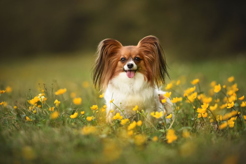 一只蝴蝶犬坐在开满黄花的草地上