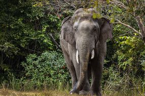 泰国考耶国家公园的印度大象“width=