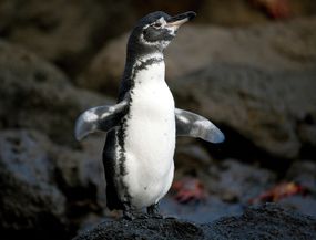一支年轻的加拉帕戈斯企鹅在岩石海岸“width=