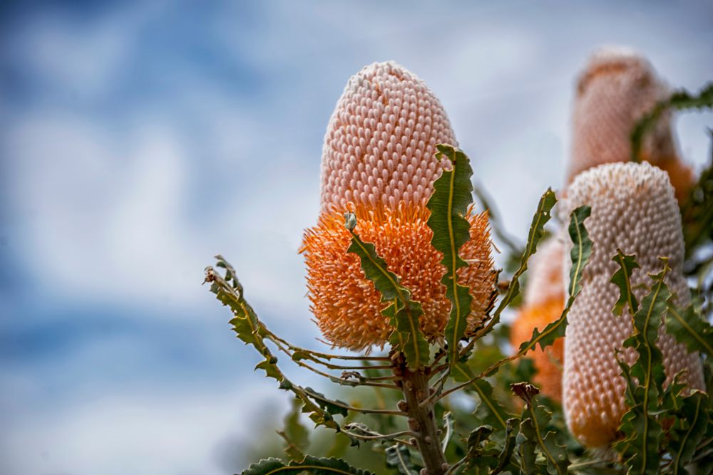 Banksia Prionotes，（Acorn Banksia）花尖峰，白色黄色橙色，锯齿状叶子，