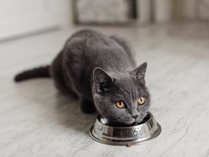 猫从碗里吃东西