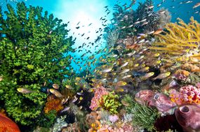 一个绿色、粉色、黄色和橙色的珊瑚礁与鱼和颜色组合在一起。