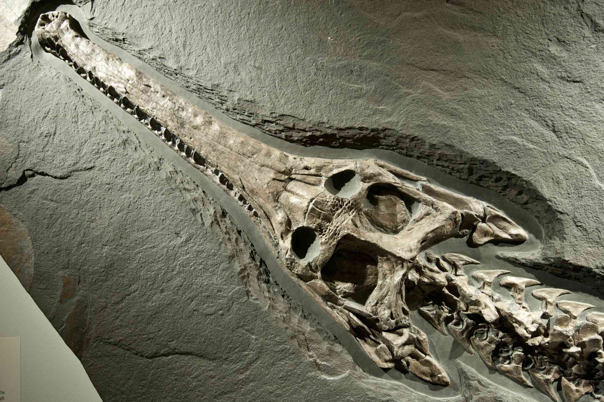 古代鳄鱼化石“width=