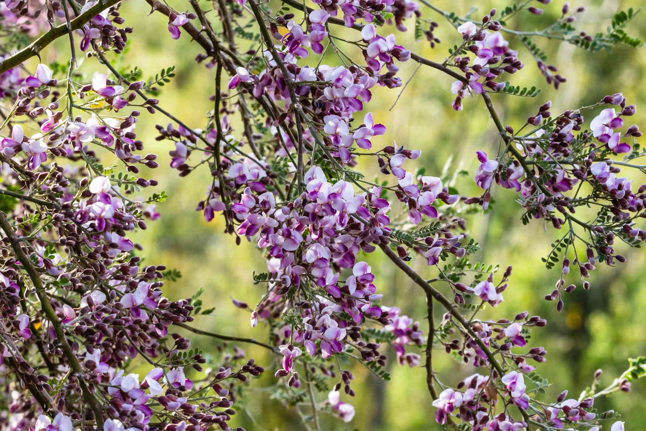 沙漠铁木(Olneya tesota)