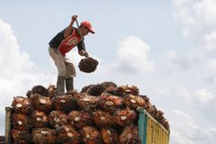 在印度尼西亚收获棕榈果