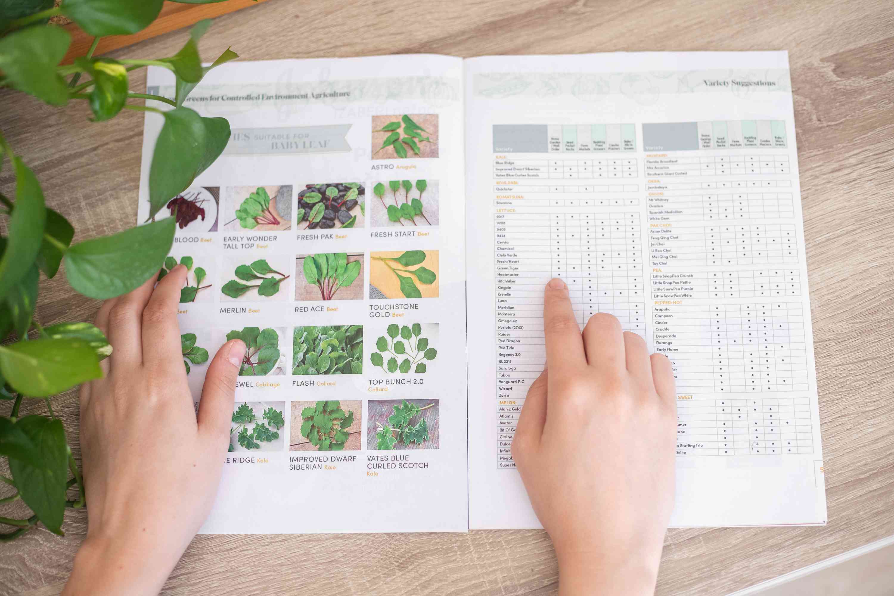 手细读开放种子目录详细栽培品种和植物抗寒性