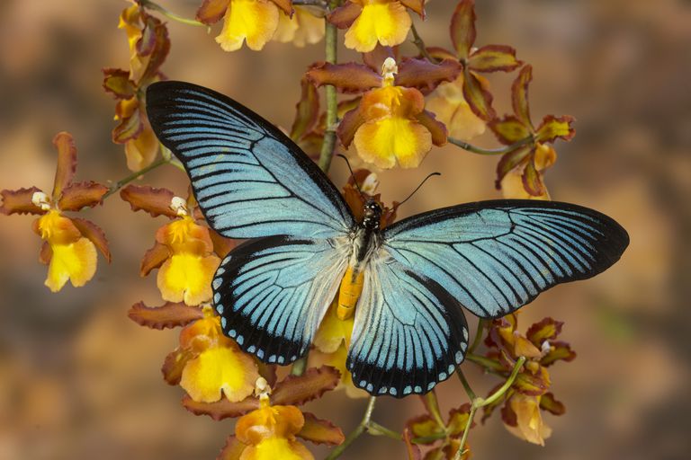 在兰花的蓝色蝴蝶papilio zalmoxis＂class=