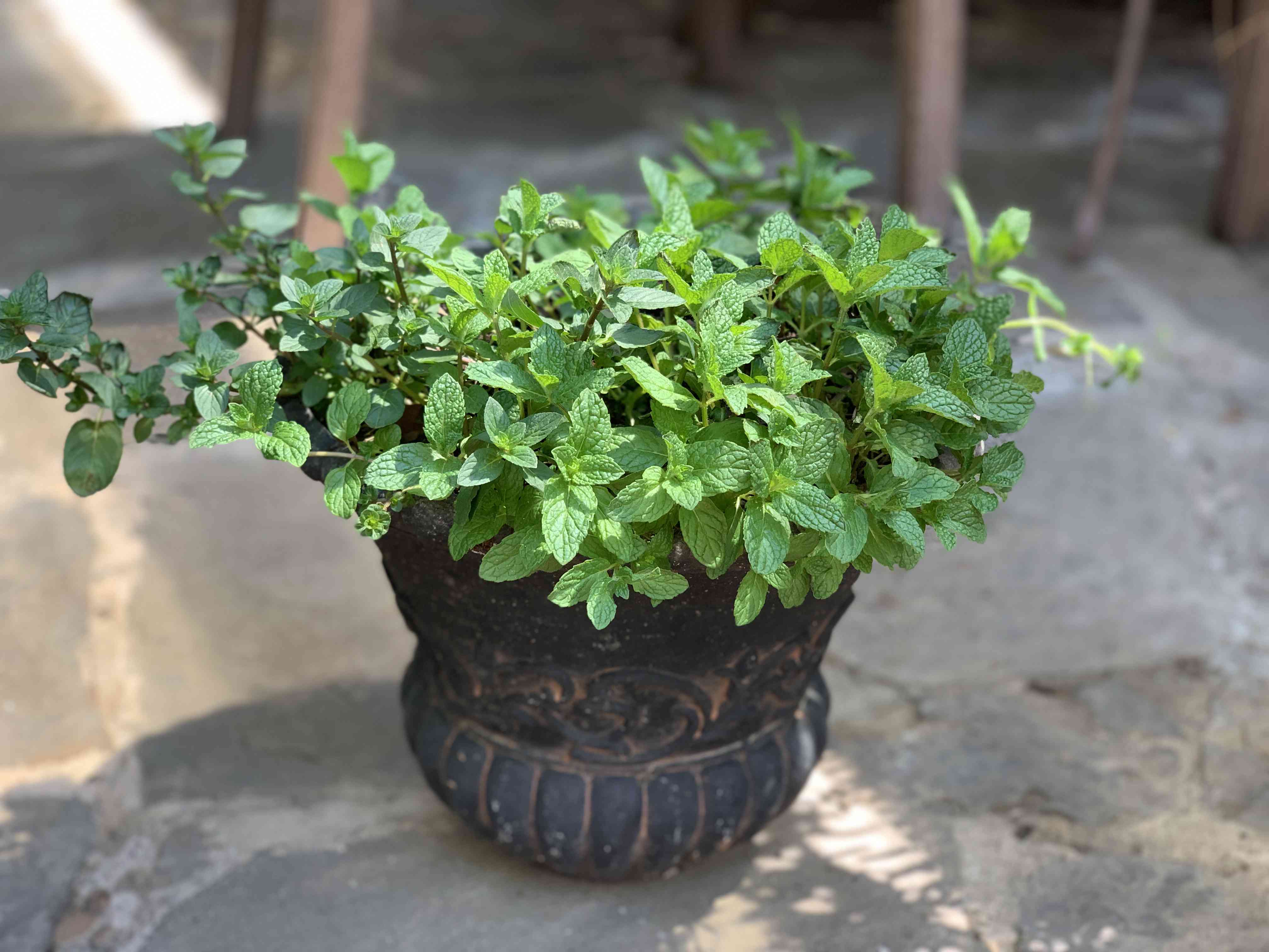 充满活力的绿色薄荷室内植物在石头地面的盆栽容器中溢出＂width=
