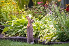 兔子向花园里张望＂width=