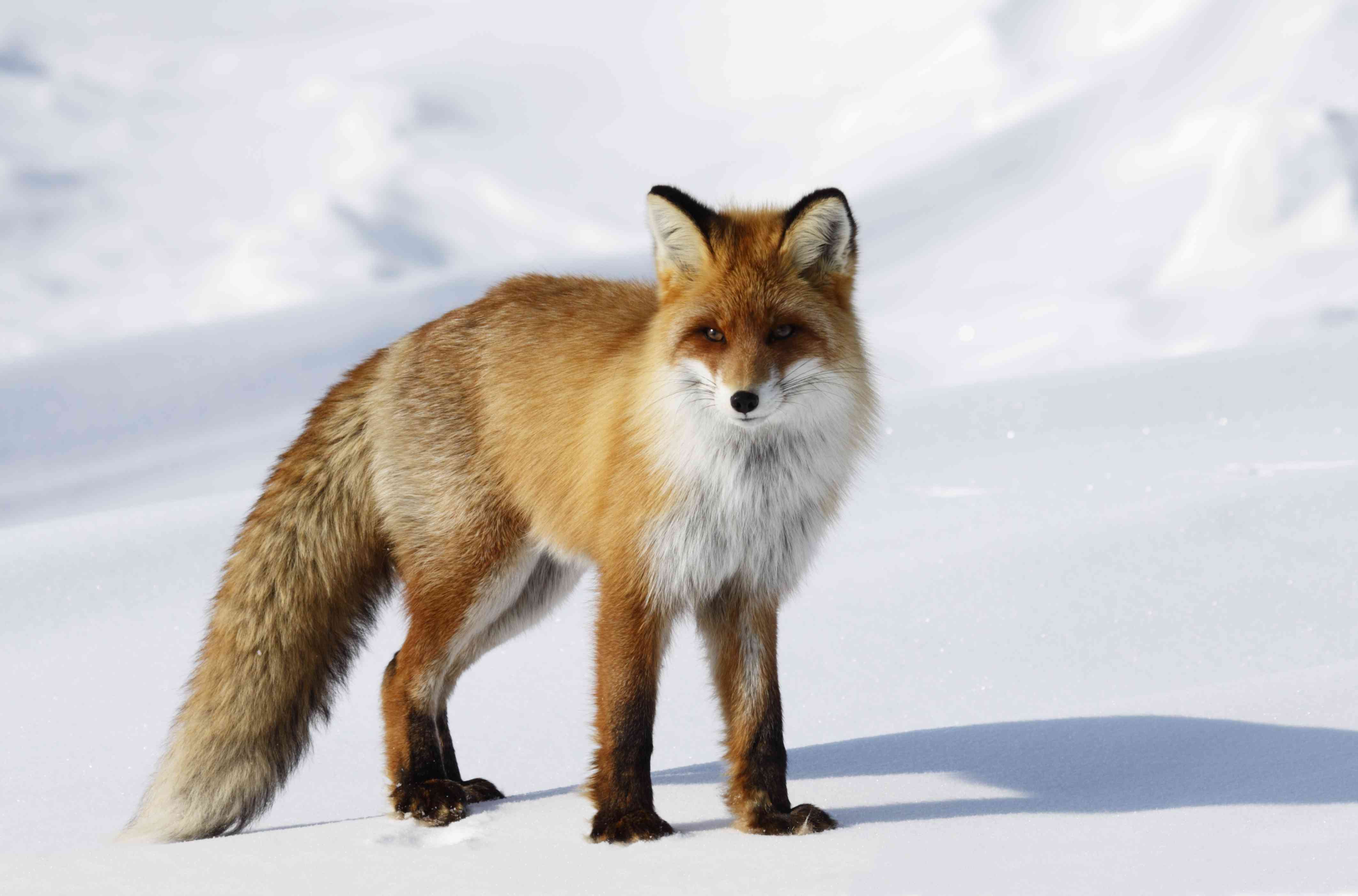 狐狸在雪堆里。＂width=