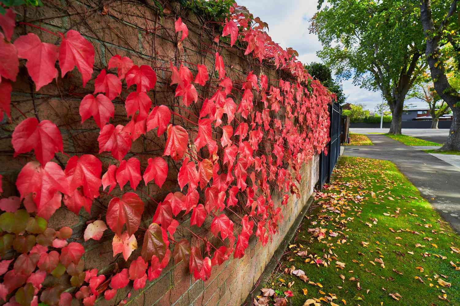 沿着绿树成荫的街道，砖墙上长着橘红色的叶子