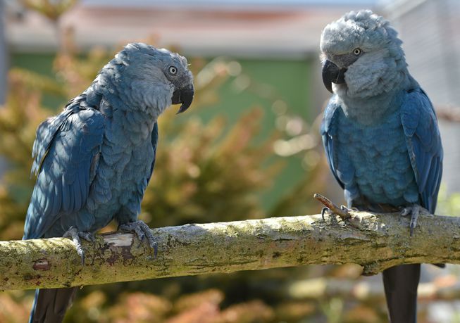 两只蓝色的小鹦鹉坐在树枝上＂width=