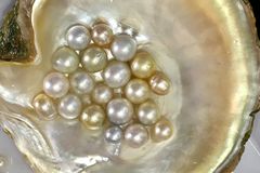 牡蛎壳中黄金养殖珍珠的特写