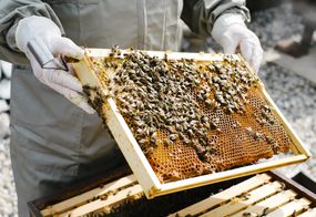 Beekeper在他的花园里检查蜂箱，蜜蜂在蜂窝上“width=