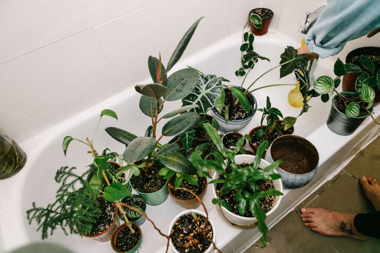 白色淋浴浴缸里的植物群等着浇水