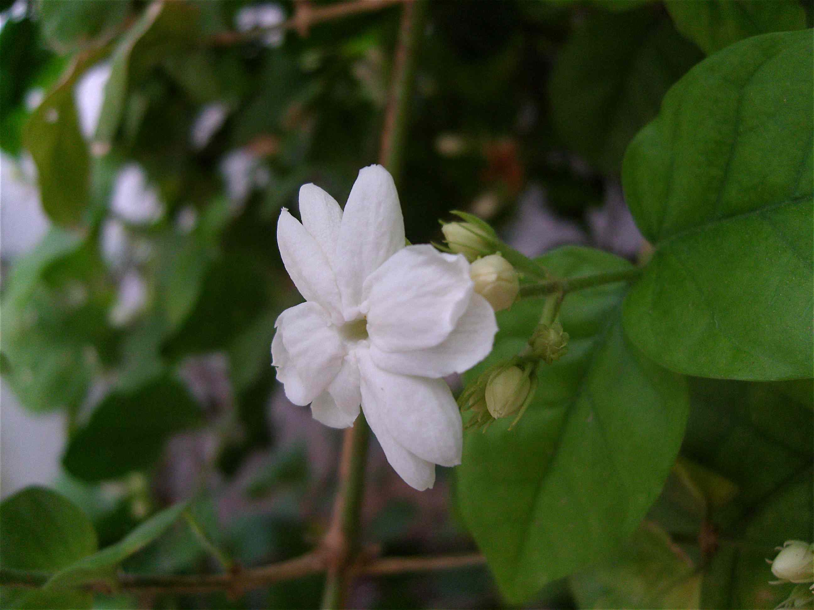 阿拉伯茉莉花(Jasminum sambac 'Maid Of Orleans')来自个人花园(地点:突尼斯萨耶达)＂width=
