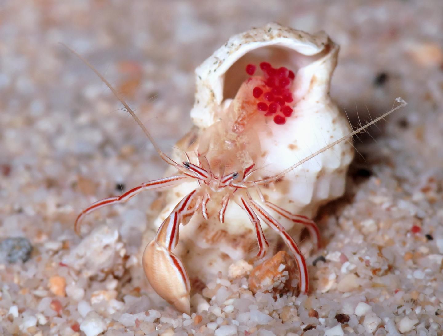 一个糖果条纹寄居蟹的特写伸展出它的壳在沙滩上。