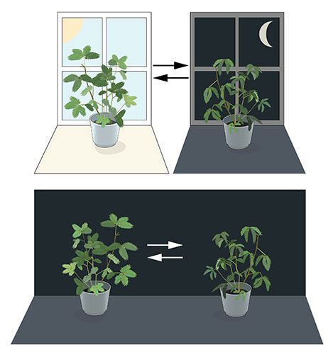 诺贝尔致力于植物的改变