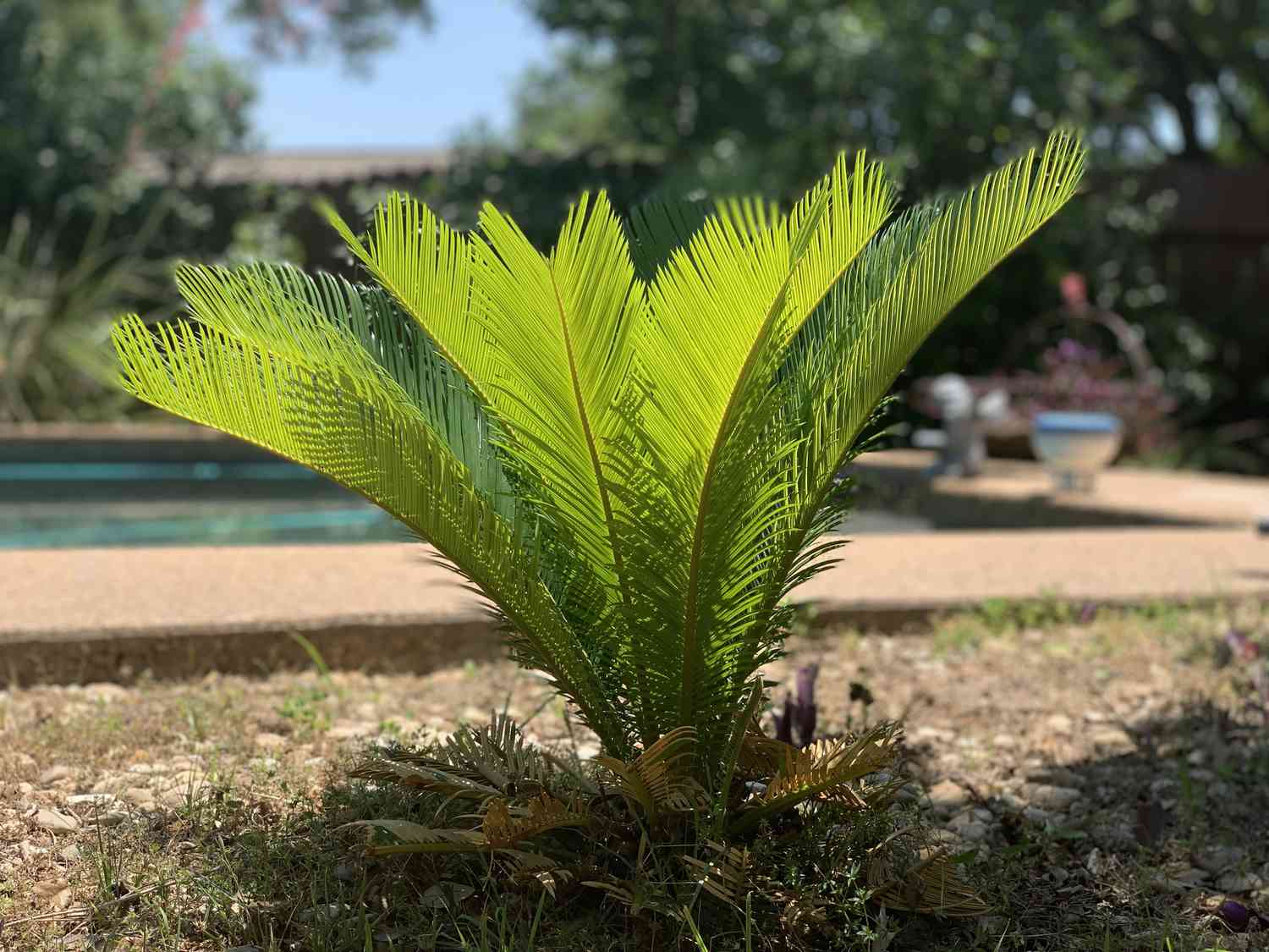 明亮的绿色多刺热带西米棕榈植物可以在里面生长＂width=