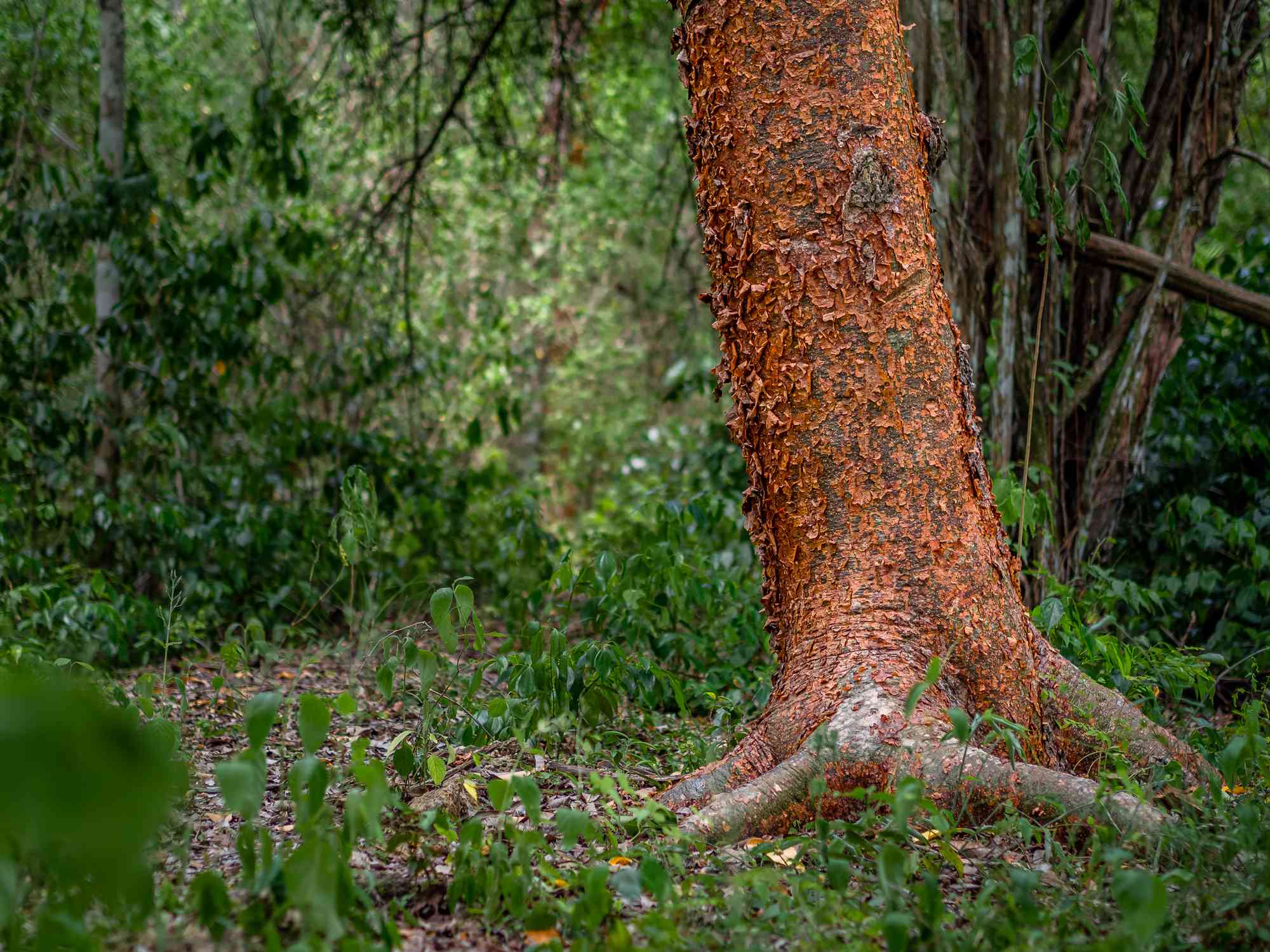 Gumbo-Limbo树（Bursera Simaruba）