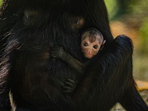 切斯特动物园的蜘蛛猴婴儿