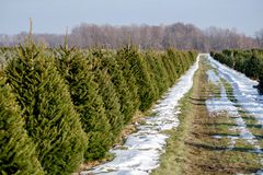 一排圣诞树，树木农场上有雪斑