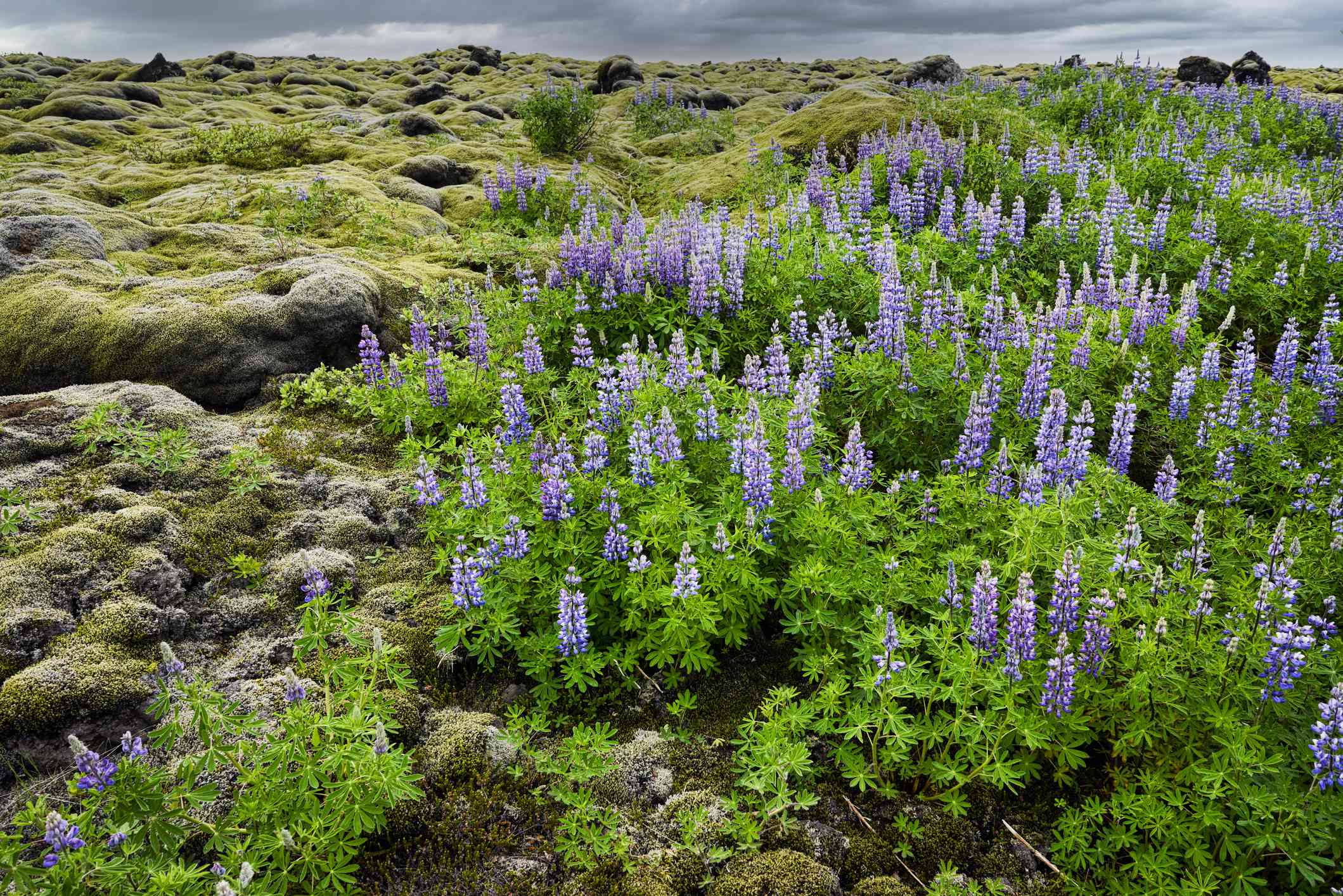 生长在冰岛南部岩石上的北极羽扇豆＂width=