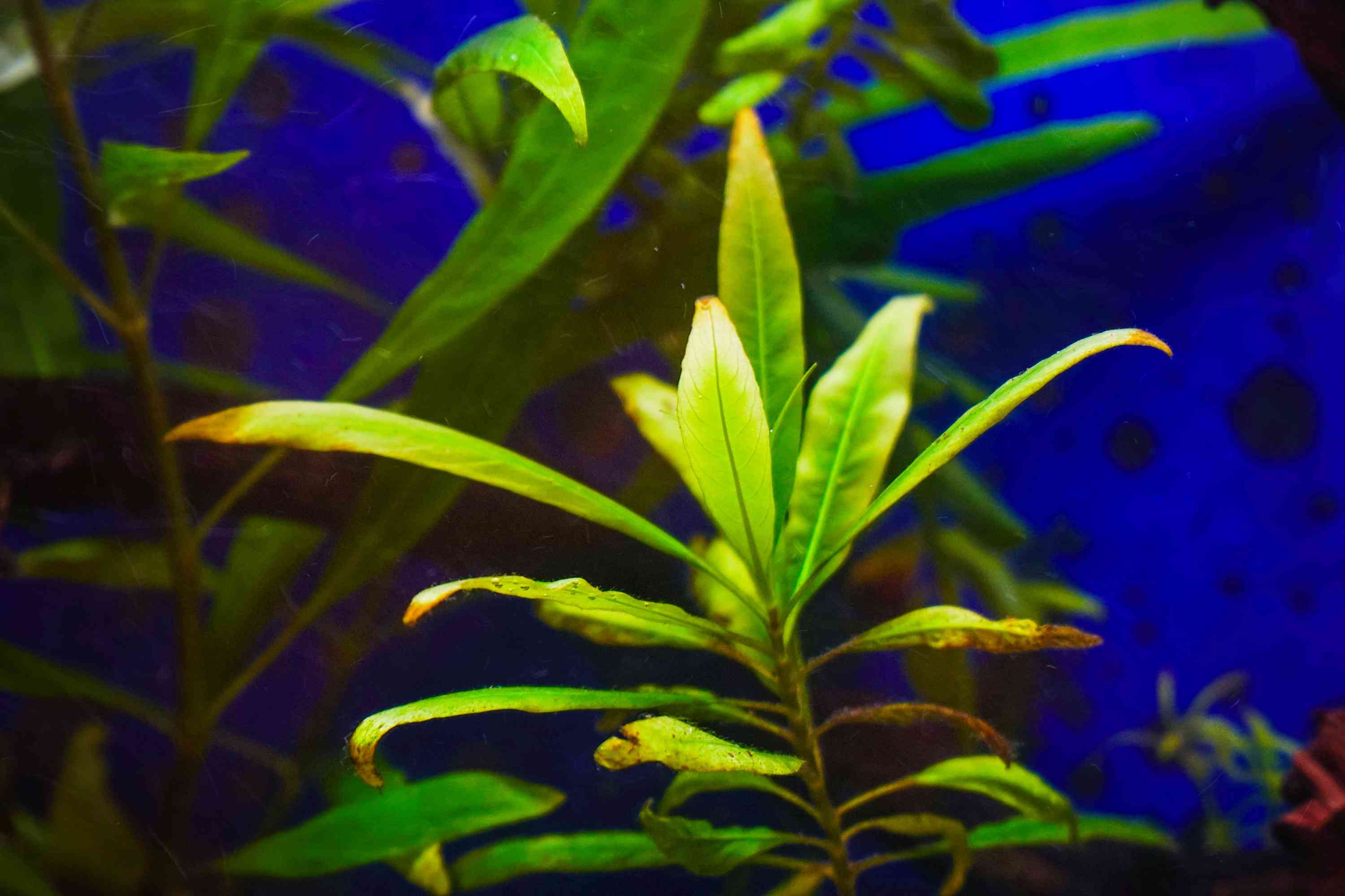 在水族馆里饲养嗜湿植物。Hygrophila angustifolia