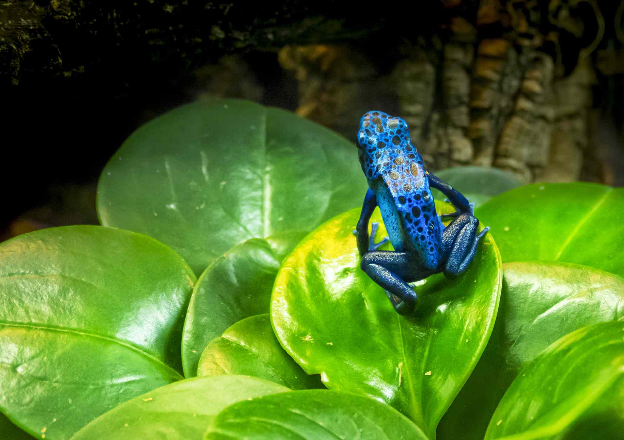 蓝色与黑色的圆点花纹,蓝色的箭毒蛙坐在圆形的绿叶植物。”width=
