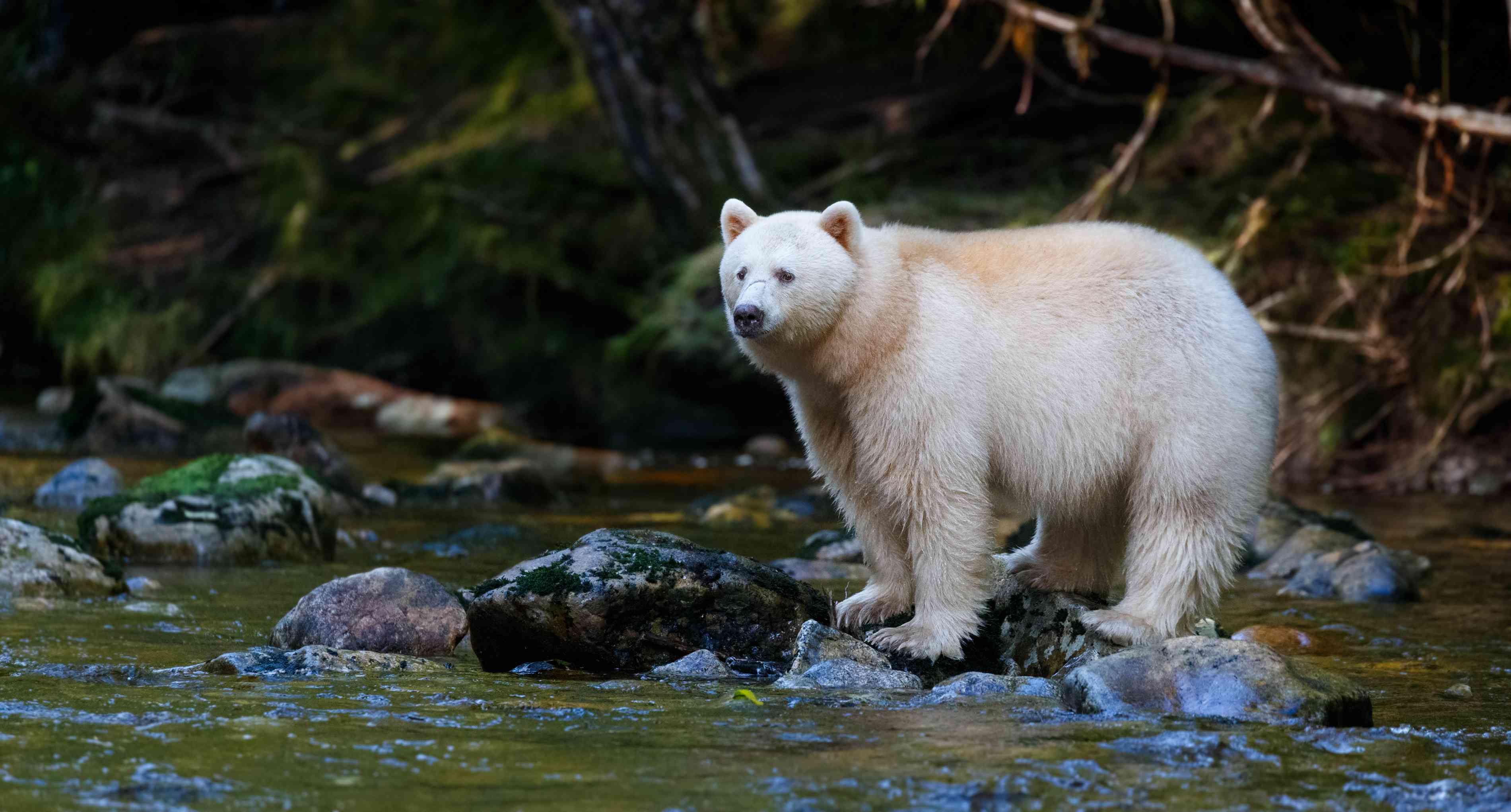 不列颠哥伦比亚省的白色kermode或精神熊站在溪流上