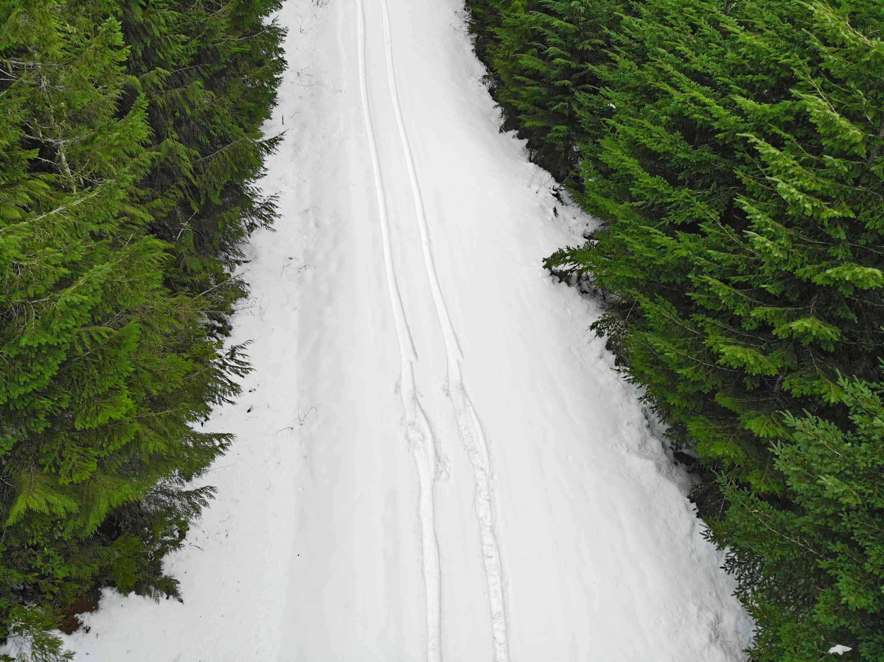无人机拍摄的轮胎痕迹在雪周围的冷杉树