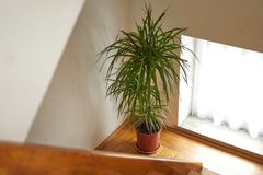 在大窗口的台阶壁架的一棵高大的Dracaena龙树室内植物