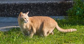 橙白相间的猫蹑手蹑脚地穿过院子＂width=