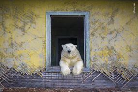 北极熊在废弃的房子里＂width=