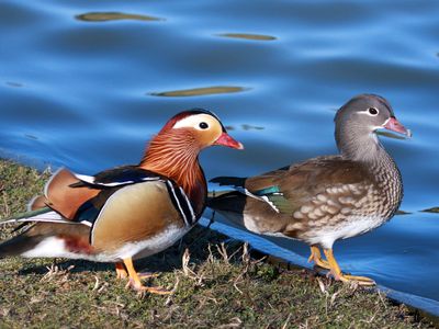 A male and female Mandarin duck