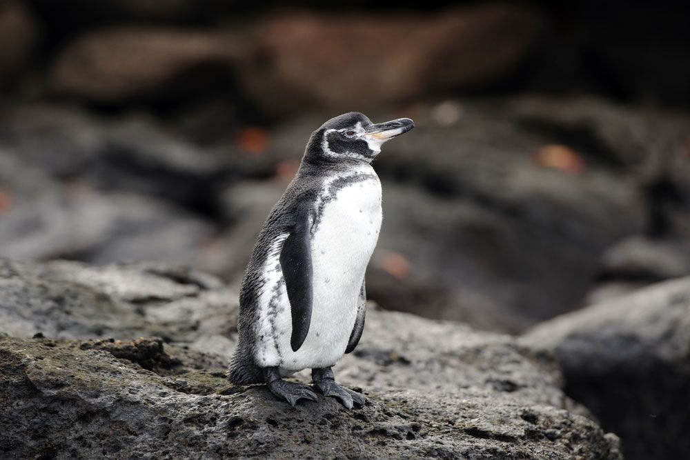 一只毛茸茸的灰白色企鹅站在一块岩石上＂width=