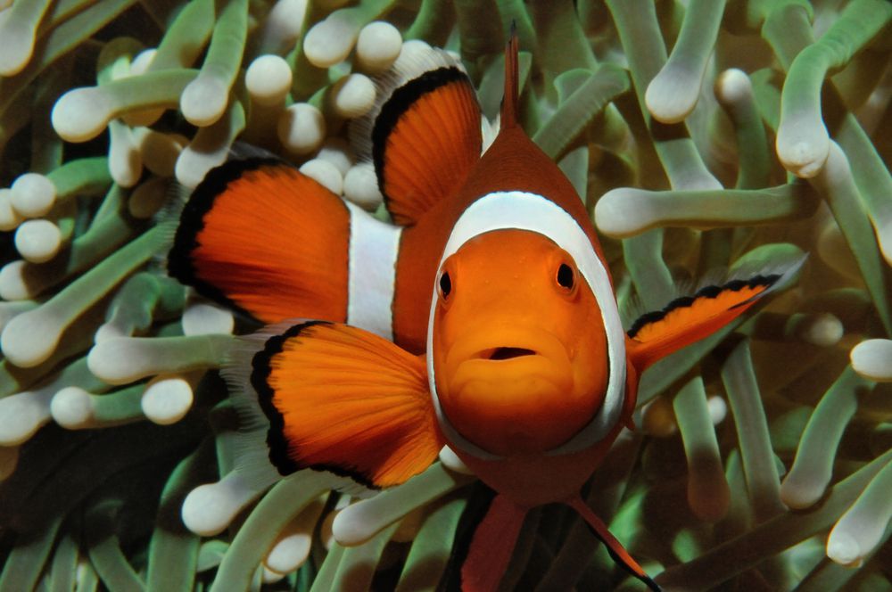 橙色和白色相间的小丑鱼游在前面的海葵