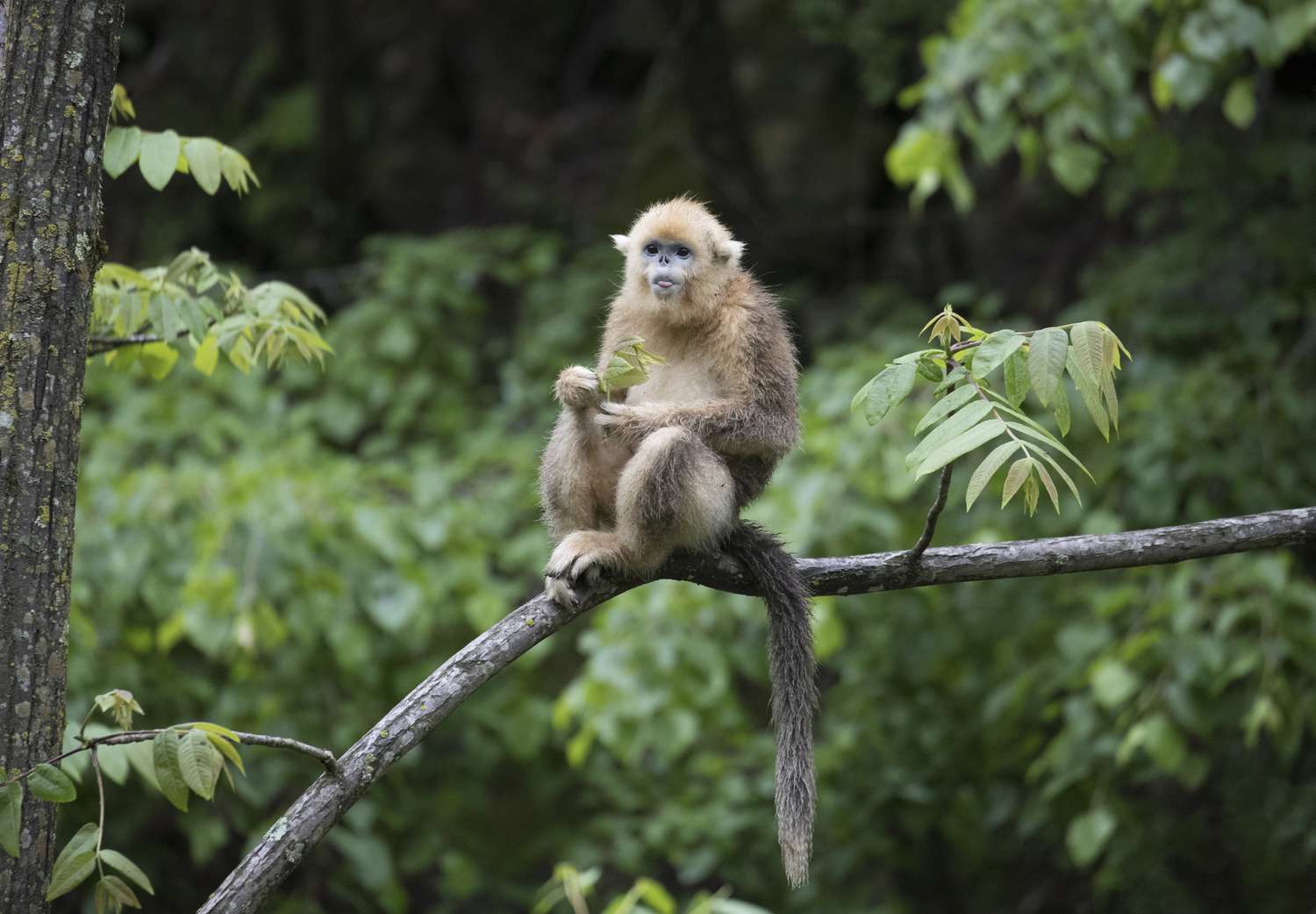 一只金色的塌鼻猴坐在被绿叶和树木包围的树枝上。
