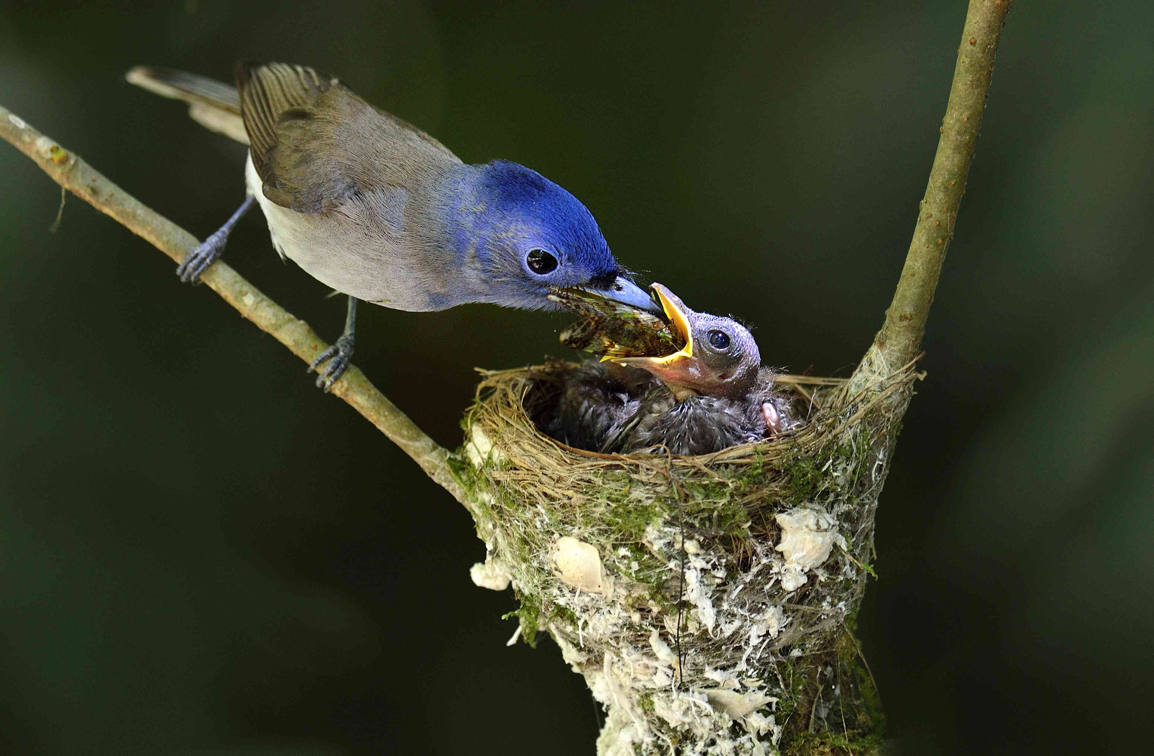 雌性黑枕蓝捕蝇鸟正在喂她的雏鸟