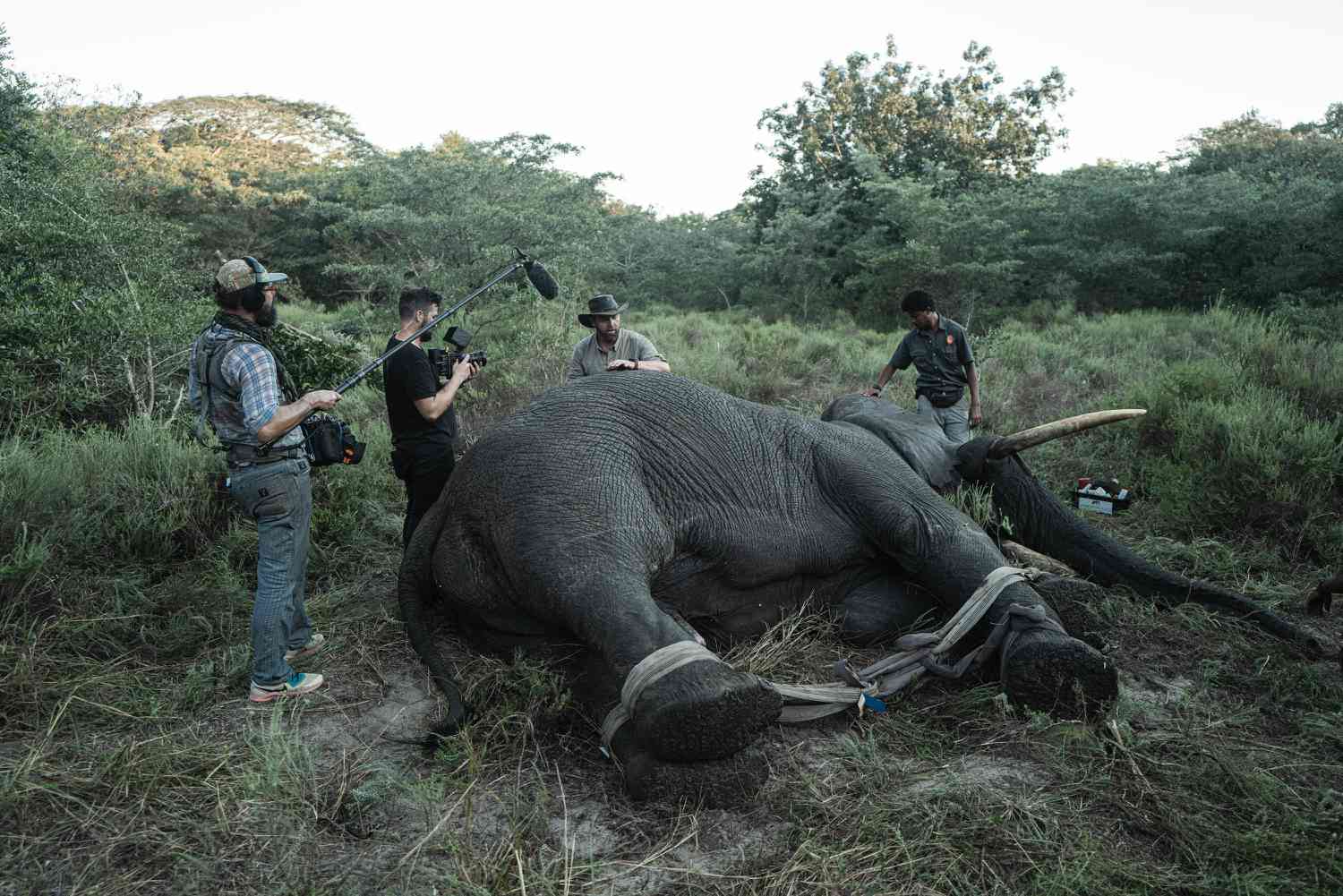 大象被麻醉等待救援