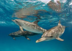 四个海豚在水下游泳”width=