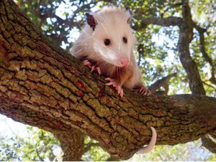 在树上的负鼠