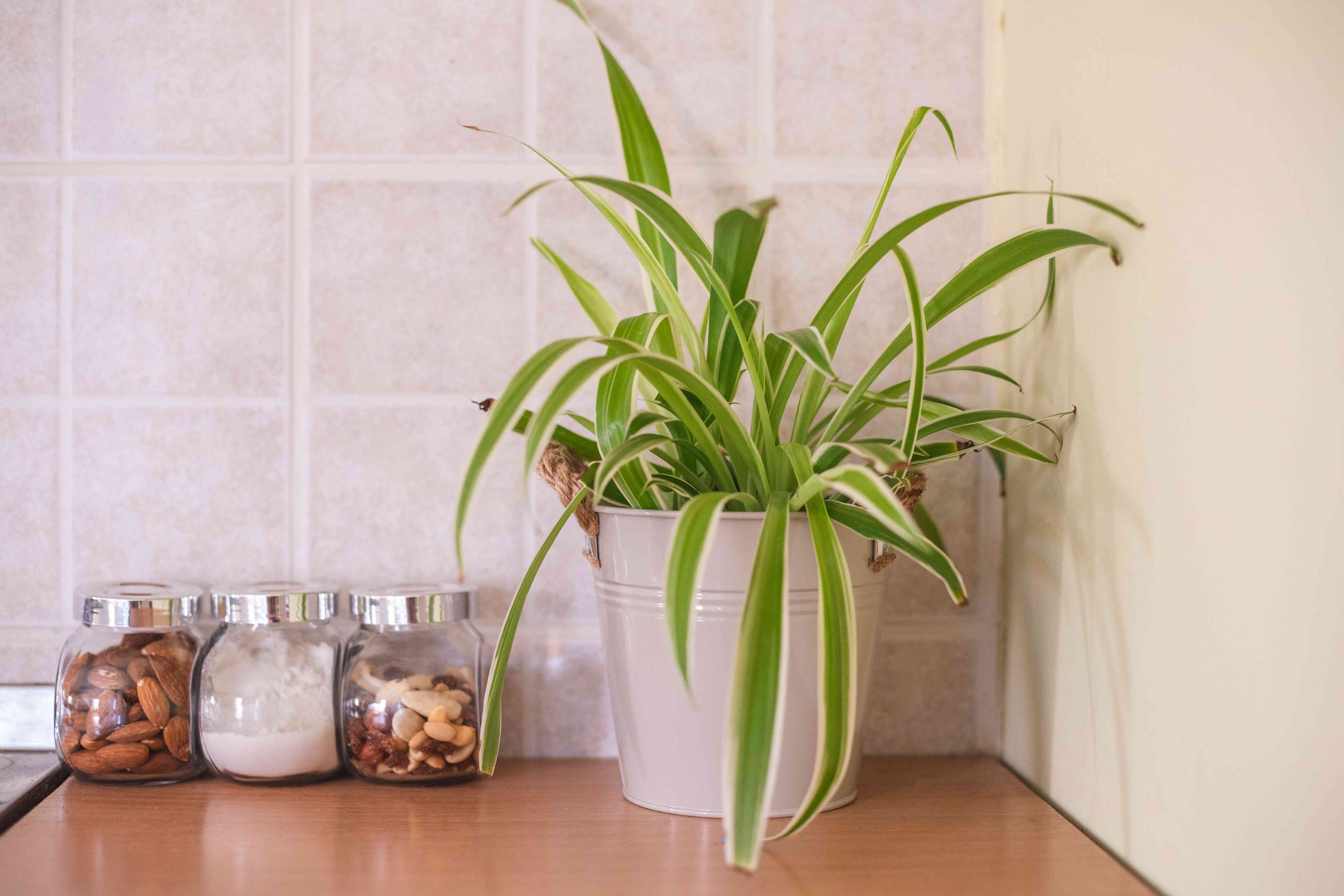金属花盆里的蜘蛛植物放在厨房里，旁边是盛着食物的玻璃罐＂width=