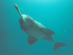 孟加拉国卡纳夫利河的濒临灭绝的恒河海豚在水下