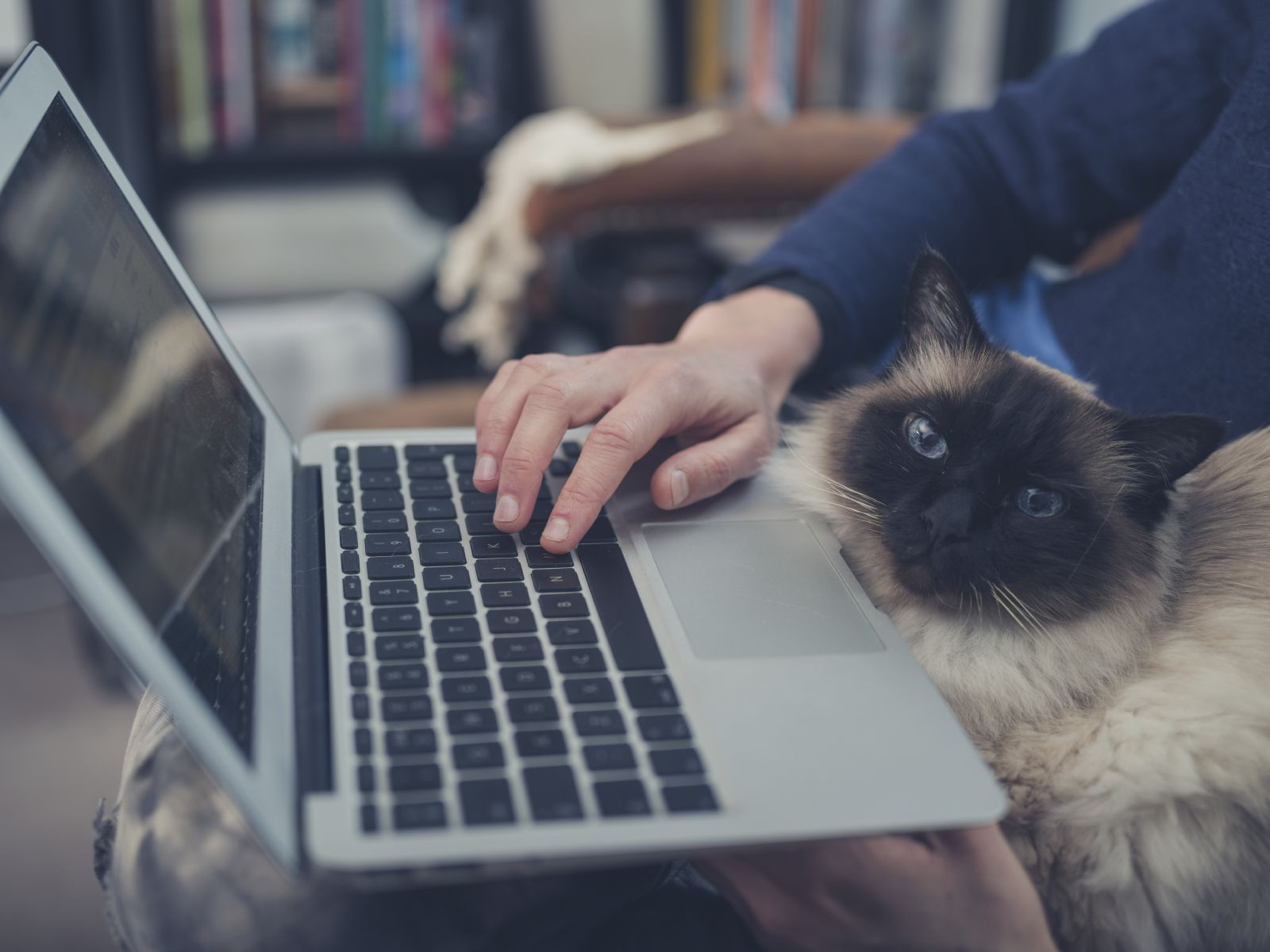 连体猫和笔记本电脑