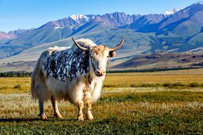 站在草地上的牦牛，背景是山＂width=