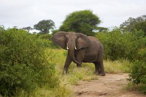 博茨瓦纳丛林中的一头大象。”width=