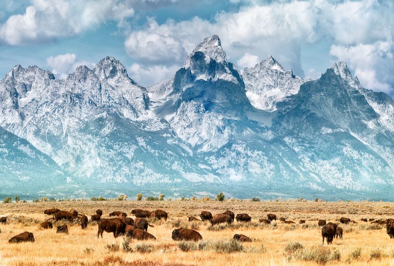 在白雪覆盖的大提顿山脉下，蓝天白云下，草原上的一群野牛