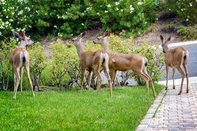 一群鹿在郊区的花园里吃玫瑰。